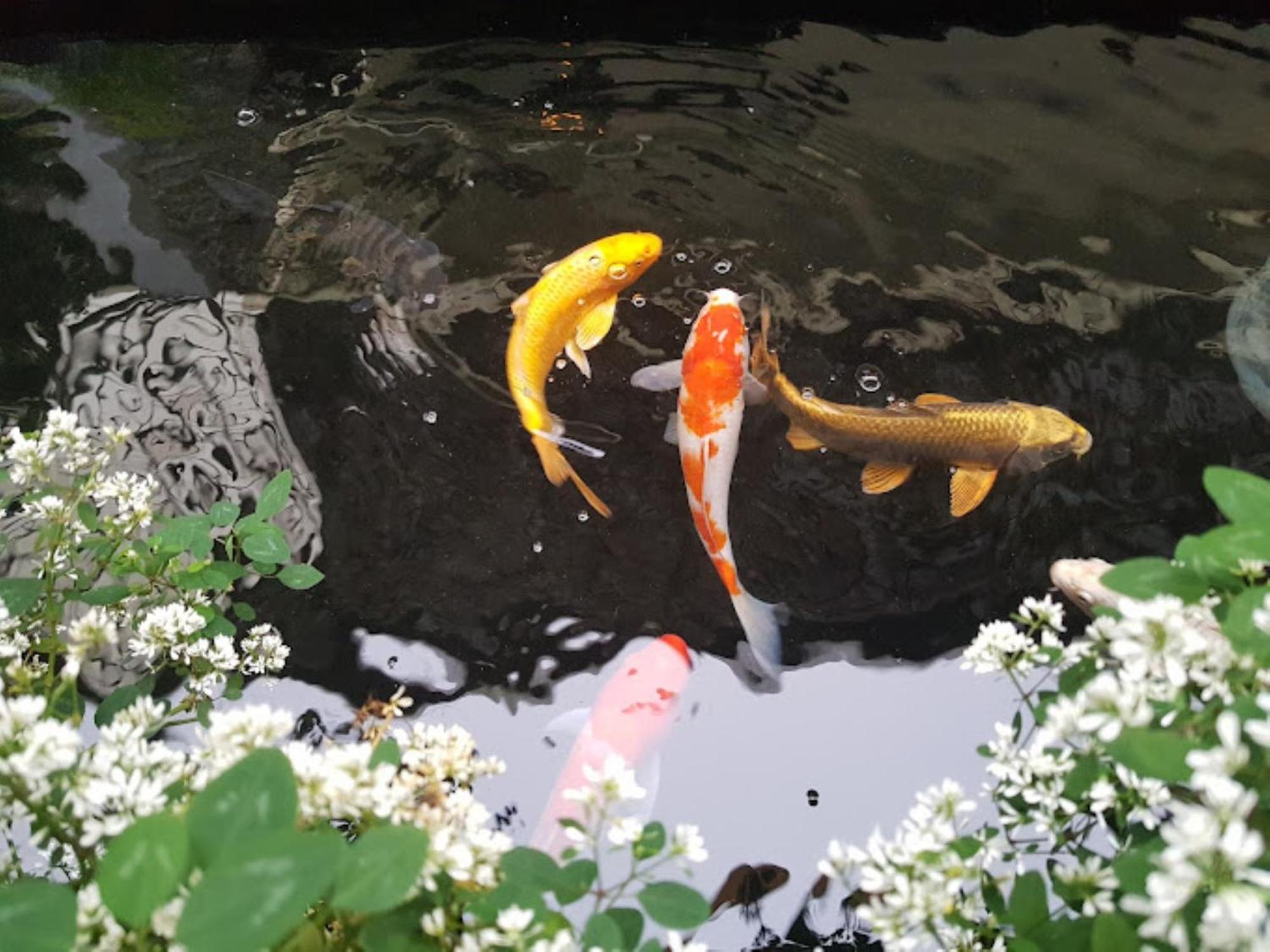 Vuon Tra Homestay Mang Den Kon Von Kla Luaran gambar